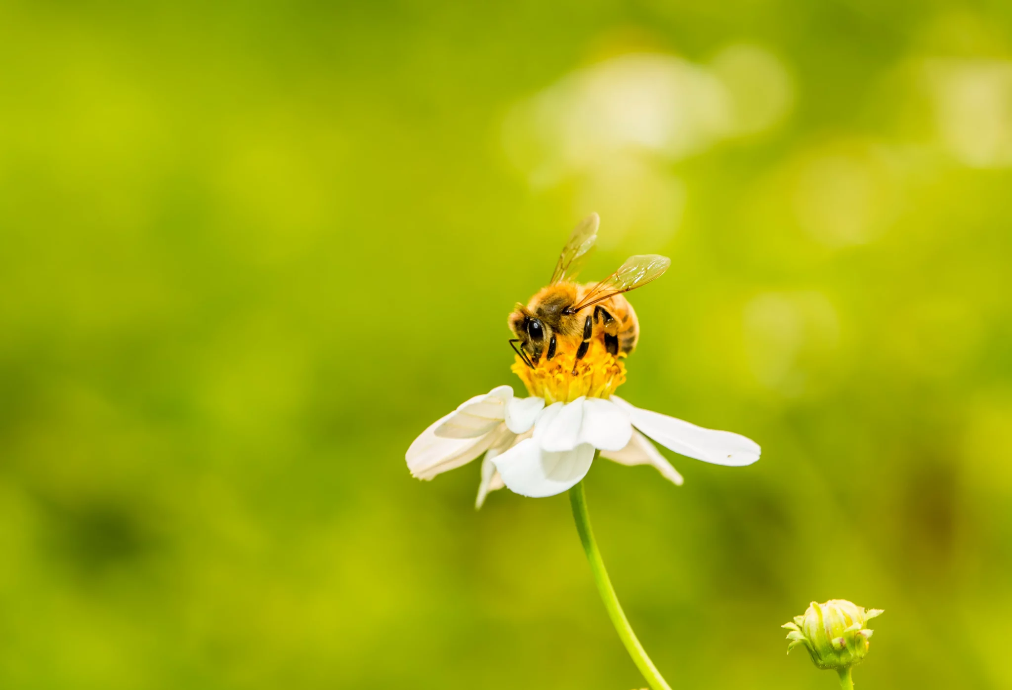 Nachhaltigkeit Bienen 3 scaled